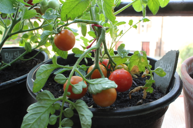 Bush tomatoes container grown