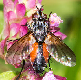 Tachinid Fly, Eriothrix rufomaculata.  High Elms Country Park, Conservation Field, 11 August 2014.