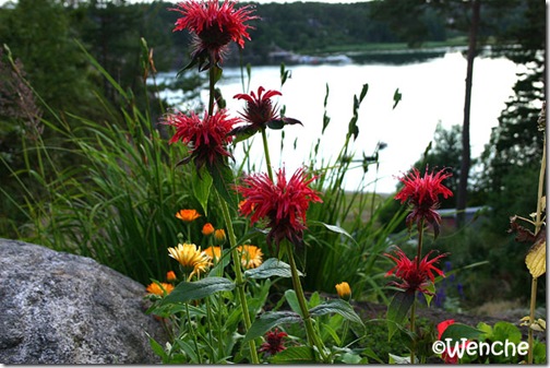 Monarda