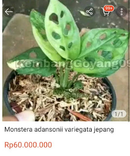 Monstera variegata