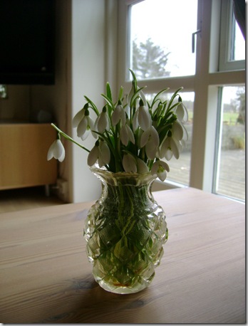 Vintergæk 001