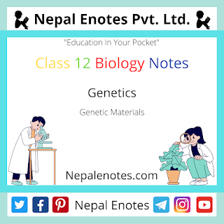 Class 12 Biology Genetic Materials Notes