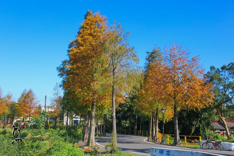 [桃園大溪石園路秘境] 落羽松大道｜石園路落羽松