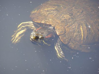 An enormous terrapin rising Kraken-like from the deep