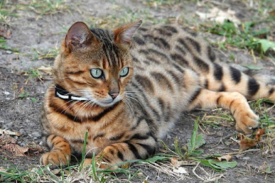 7. القطط البنغالية Bengal cat