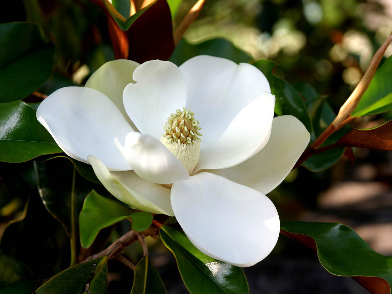 Wallpapers Southern Magnolia Flower Wallpapers HD Wallpapers Download Free Map Images Wallpaper [wallpaper684.blogspot.com]