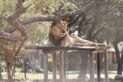 About Lion Facts About Lion Lion Names