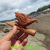 Pipa Rokok KAYU SAWO Ukir Burung Elang 01 By : Wisata Craft Jember