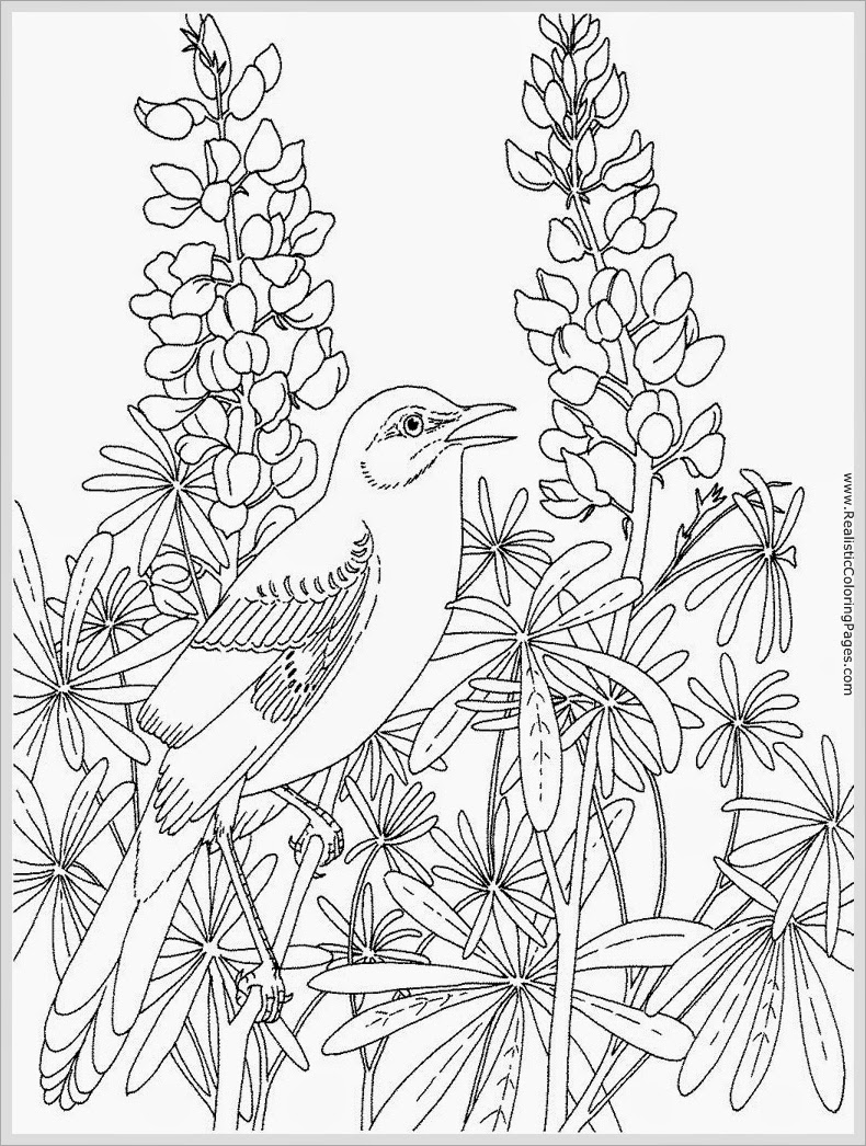 Download Robin Bird Coloring Pages For Adult | Realistic Coloring Pages