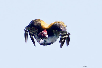 Black-rumped Flameback