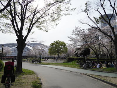 桜之宮公園の桜並木