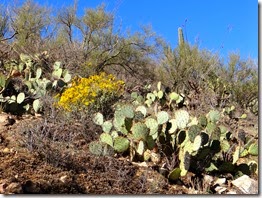 March 12 hike Saguaro West 034