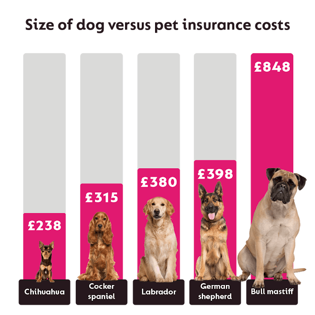 cheapest dog insurance