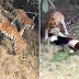 Graphic Photos: Tourist Mauled To 'Death By 3 Tigers After Climbing Into A Zoo Enclosure'. 