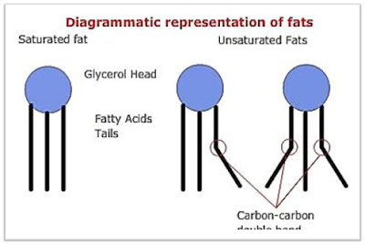 Diagrammatic representation of fats