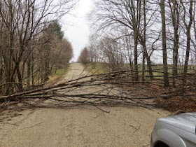 tree across road