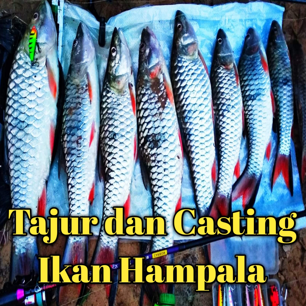 daerah kami yang banyak itu jenis ikan bersisik diair deras ya seperti Hampala dan Masheer