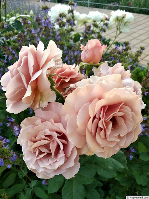 Mokarosa сорт розы фото