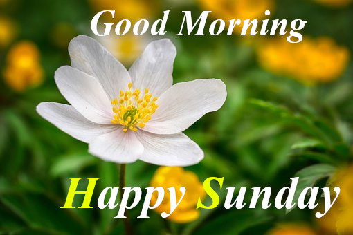 Good Morning Happy Sunday