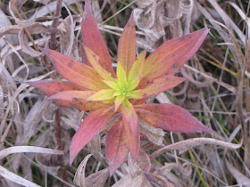 goldenrod leaves