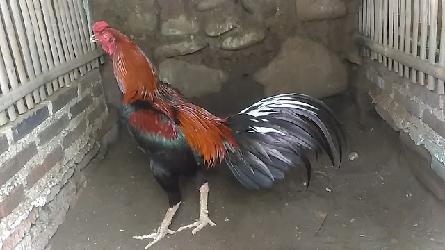 Cara Melatih Ayam Aduan Agar Keluar Pukul Saraf K.O Guling Roboh