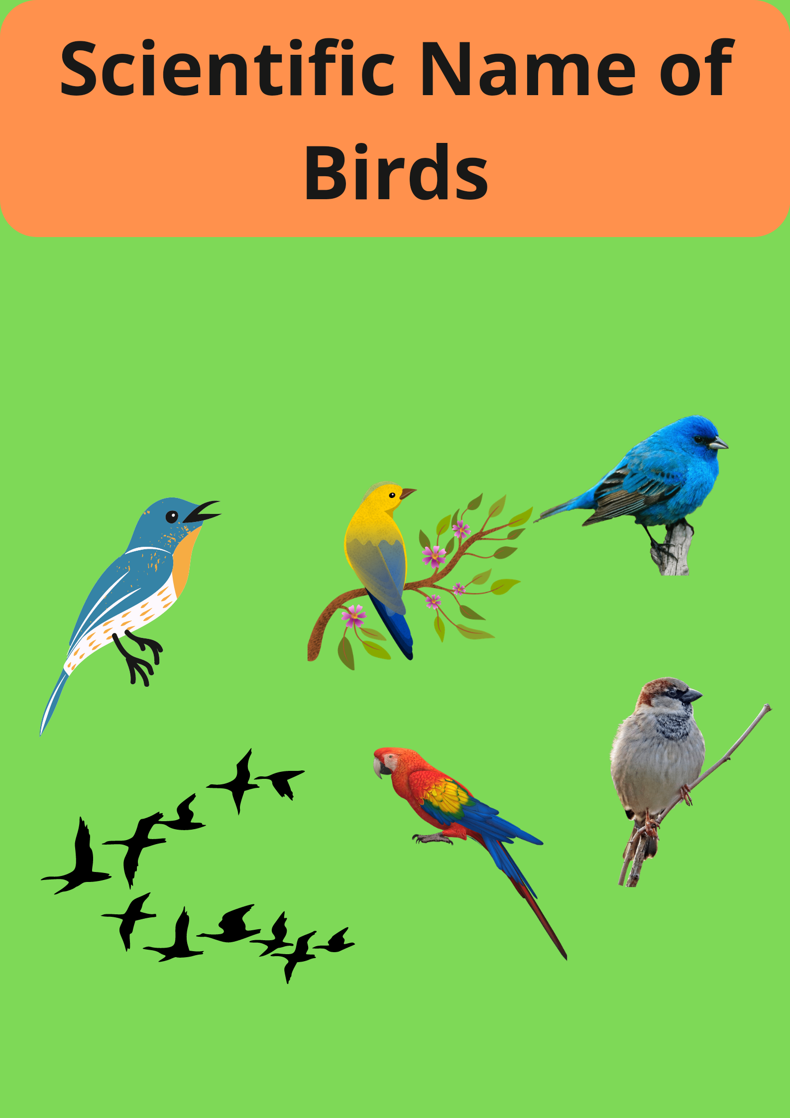 Scientific Name of birds : पक्षियों के वैज्ञानिक नाम