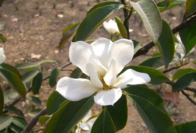 Magnolia Flower Pictures