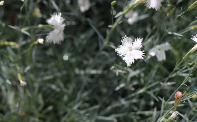 Dianthus Plumarius Flowers Pictures