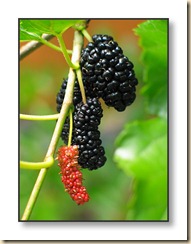mulberry _adam