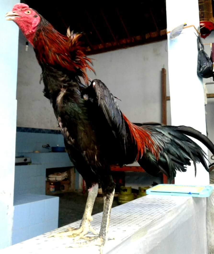 20 Gambar Ayam Bangkok 