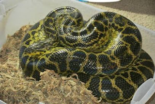 The largest snake anaconda