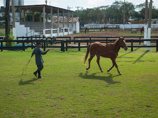 Cavalos passam por treinamento para não terem medo de humanos ou certas situações. (Foto: Maria Anffe/GcomMT)