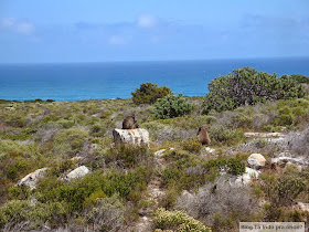 babuínos no Cabo da Boa Esperança