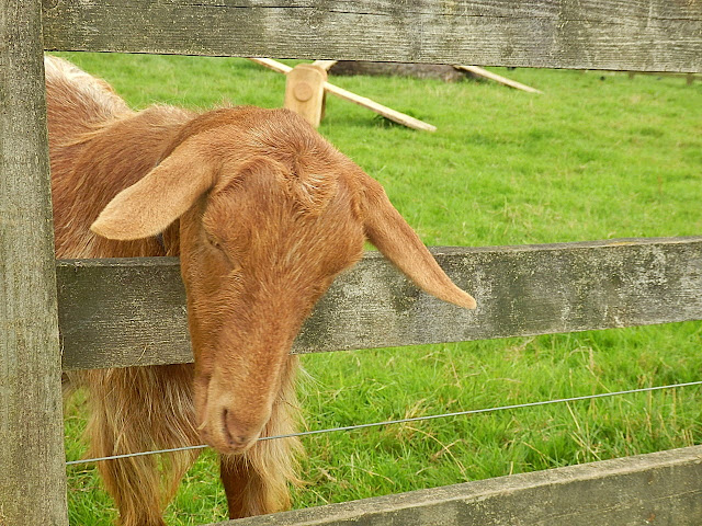 Goat in Cornwall