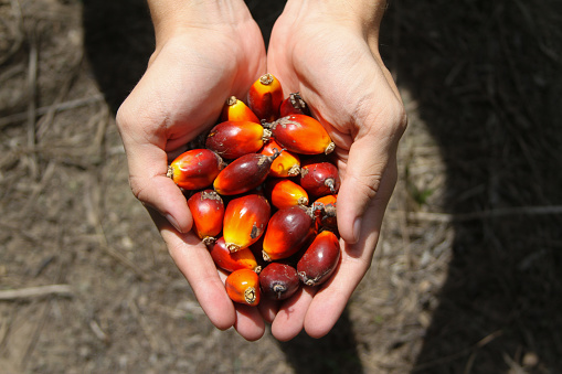 gambar buah kelapa sawit