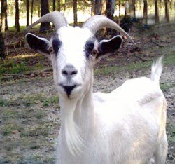 goatlady's goat, Bubba Rest in Peace Bubba Nov 25 2009