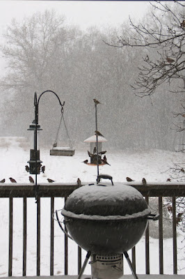 charms of goldfinches in a snowstorm