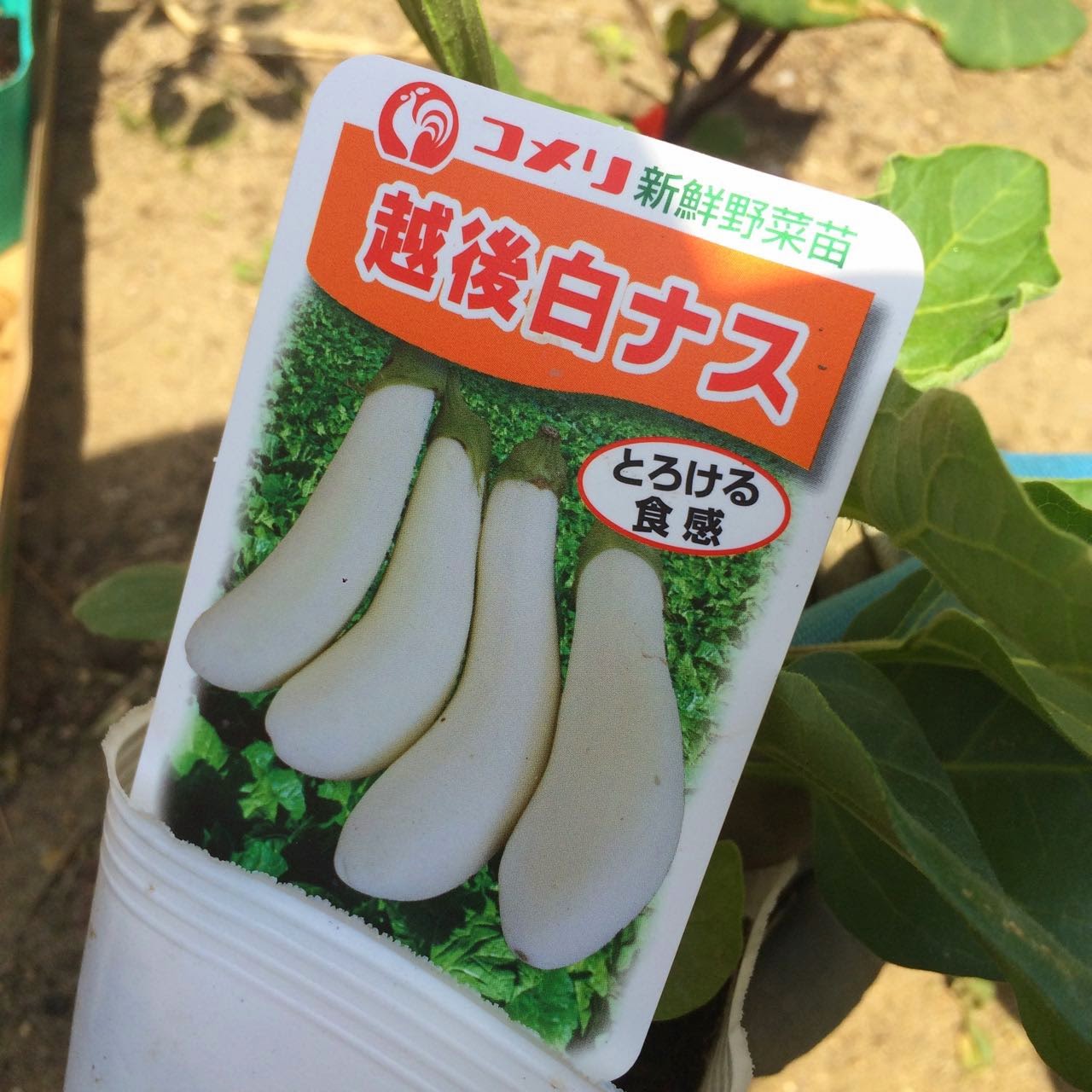 新潟フライフィッシング友の会 ガーデニング 畝にマルチシートかけて野菜苗の定植など
