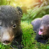 Program Konservasi di The Amazing Taman Safari Bali Sukses Melahirkan Bayi Beruang Hitam Himalaya