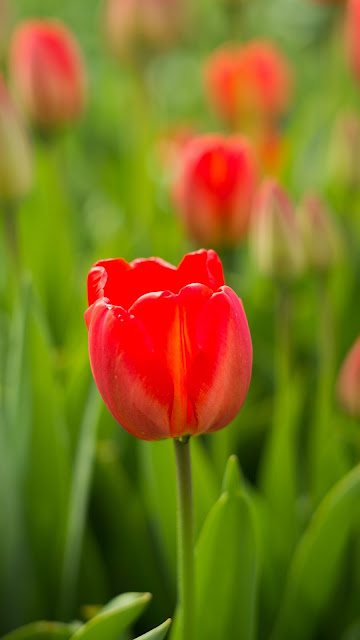 Tulip, Field, Flower, Red
