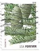 Selo Balsam Fir