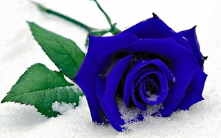 Gambar Bunga Mawar Biru Paling Cantik_Blue Roses Flower 200014