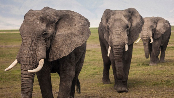 Apa yang Akan Terjadi Jika Gajah Kehilangan Belalainya?