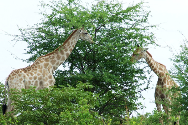 Etosha Village Namibia