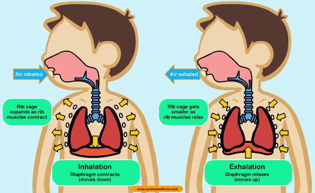 http://www.aboutkidshealth.ca/En/HowTheBodyWorks/IntroductiontotheRespiratorySystem/Pages/BreathingMechanicsHowWeBreathe.aspx