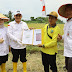 Panen Raya Padi Bupati Sayed Ja'far Puji Program Tani Karya Bersama