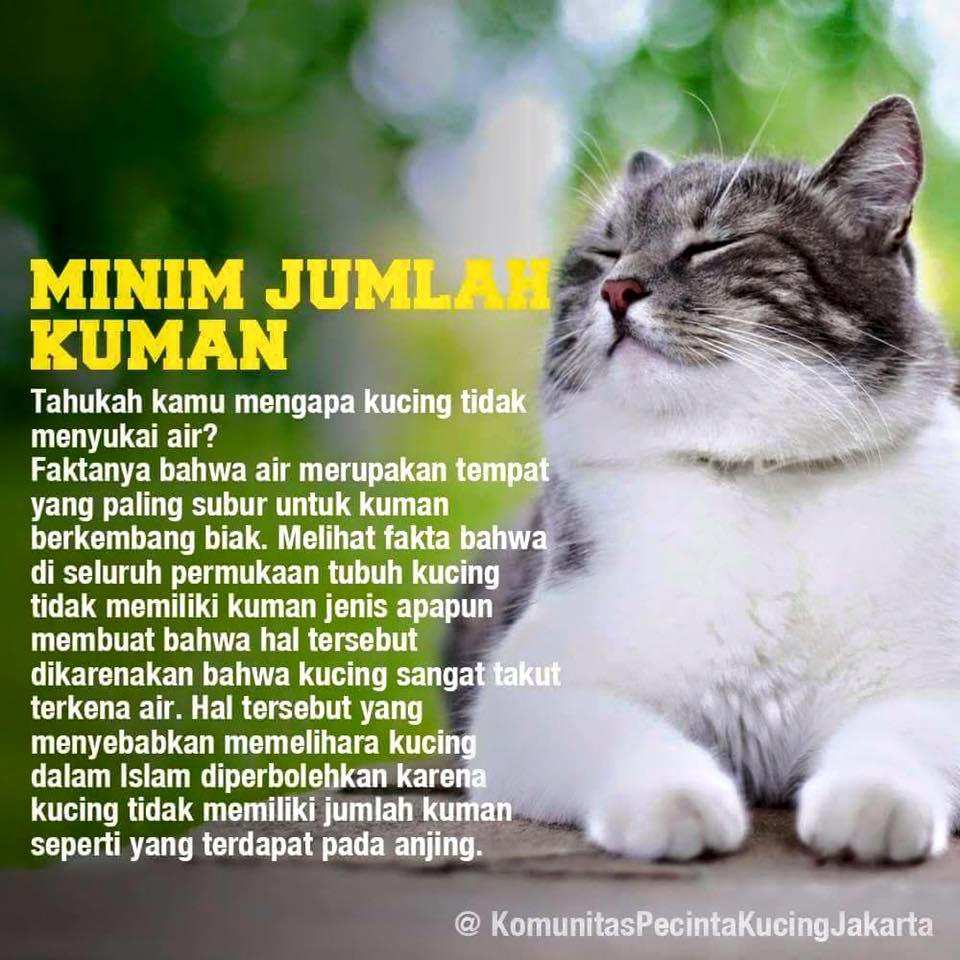 Keistimewaan Memelihara Kucing Dalam Islam Muslim4News