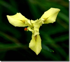 Moraea spathulata