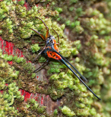 Gasteracantha arcuata