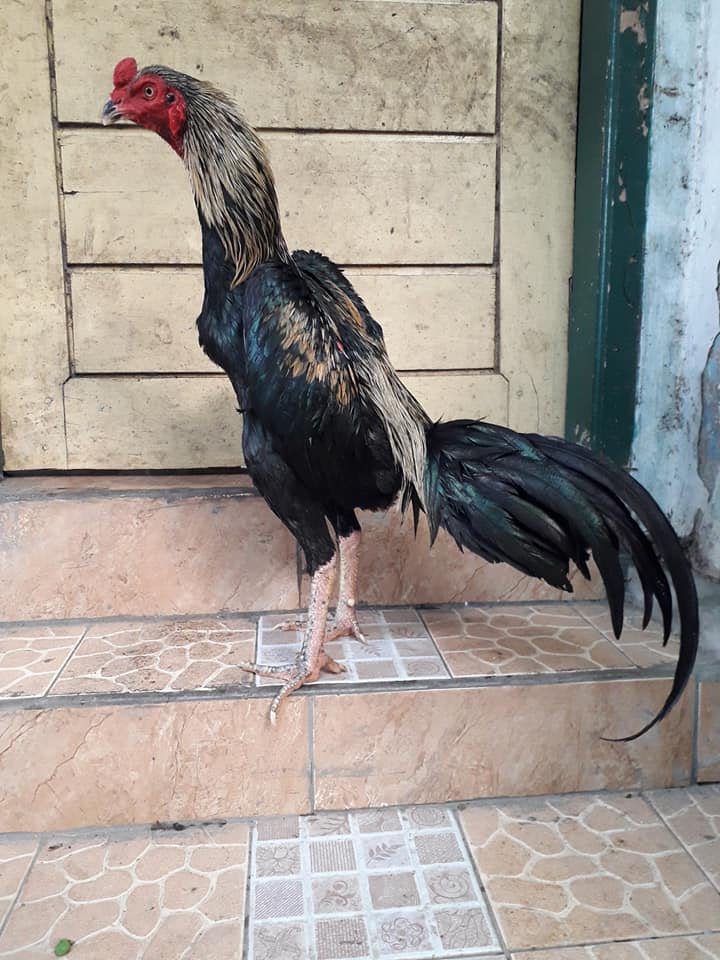  Ayam  Aduan  Garut Oktober 2022